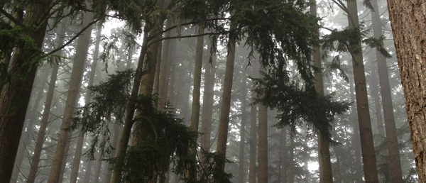 https://vintagetourbus.com/wp-content/uploads/2016/01/Oregon-Coast-fog-in-tress-1-600x258.jpg